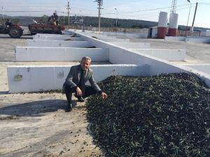 Ayvalık’ta Tariş Zeytin Rekolte Beyannamelerinde Son Başvuru 1 Kasım