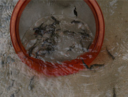 Senoz'a 5 Bin Yavru Alabalık Salındı