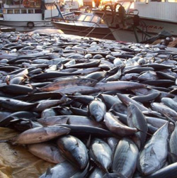 Rize'de Palamut Bereketi