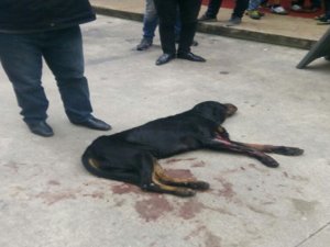 Rize’de Kavga Eden Köpekleri Ayırmak İsterken 2 Kişi Silahla Yaralandı