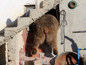 Gümüşhane Kelkit’te Gündüz Vakti Köye Ayı İndi