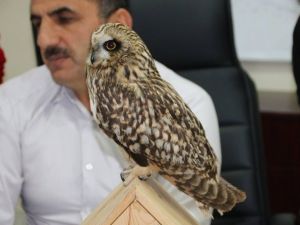 Kanadı Kırık Baykuş Tedavi Altına Alındı