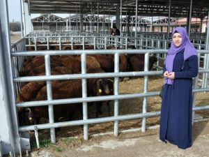 Kelkit Ve Şiran’da Ki Genç Çiftçilerin Koyunları Dağıtıldı
