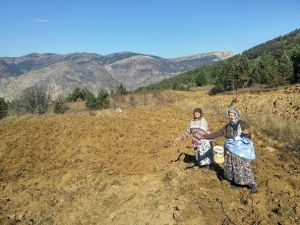 Gümüşhane’de Kuşlar Aç Kalmasın Diye Yıllardır Ekilmeyen Tarlalar Ekiliyor