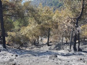 Tokat’ta 90 Hektar Orman Kül Oldu