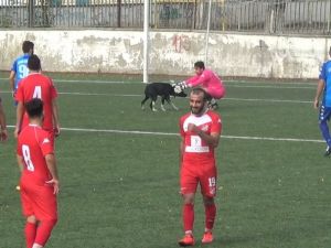 Taraftarların Kavgasından Kaçan Köpek Sahaya Atladı