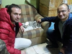 Bacağı Kırılan Sokak Kedisi İçin Seferber Oldular