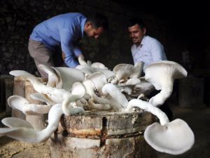 İstiridye Mantarıyla 30 Bin Lira Kazanacaklar