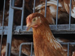 İsviçre Tavuklara ’Kümes’ Hapsi