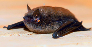 Sakallı Yarasa Tür Eylem Planı Projesi Çalıştayı Rize'de Yapıldı