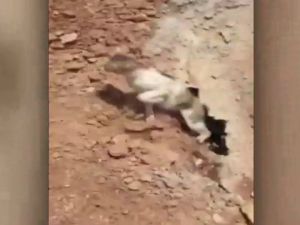 Hem Kedi Hem Kendisi Korktu