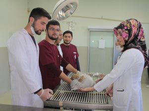 Yaralı Toy Emin Ellerde