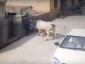 Adama İnek Saldırdı