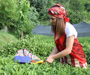 Rize ile Japonya'nın Yame Şehri, Çay Üzerine Ortak Çalışma Yapacak