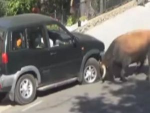 Boğa Öfkesini Araçtan Çıkardı