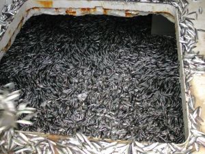 Karadeniz’den Hamsi Fışkırıyor