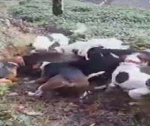 Rize'de Köye İnen Domuz Köpeklere Yem Oldu