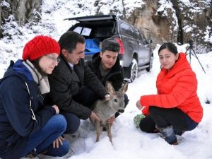 Gümüşhane’de Tedavi Edilen Karaca Doğaya Bırakıldı