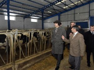 Vali Memiş, Şiran’da Mandıraları Gezdi