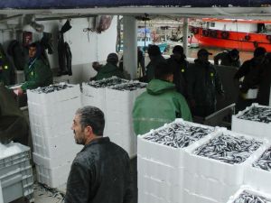 Karadeniz’de Hamsi Bereketi