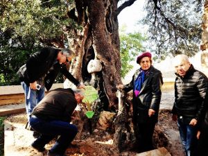 650 Yıllık Zeytin Ağacına Plaket