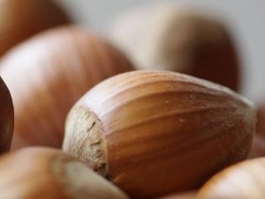 Fındık Fiyatları Haftaya Düşüşle Başladı