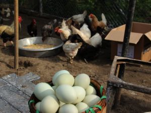1,6 Milyar Tavuk Yumurtası Üretimi Yapıldı