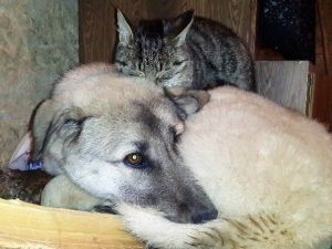 Kedi İle Köpeklerin Anlamlı Dostluğu