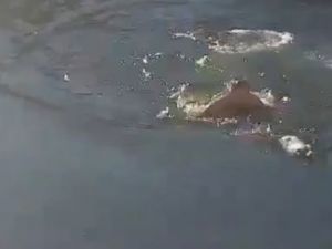 Kahraman Adam Köpeği Böyle Kurtardı