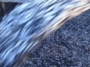 Limana 350 Ton Hamsi İle Geldiler
