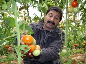 Domatesi Virüs Vurdu