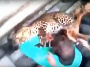 Hindistan’da Leopar Dehşeti: 20 Yaralı