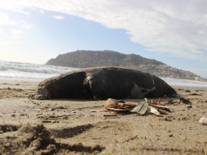 Ölü Akdeniz Foku Sahile Vurdu