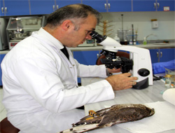 Rize'de Atmaca Ölümleri Artıyor