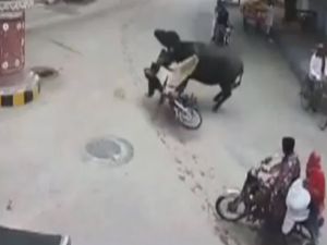 Bufalo Motosiklet Sürücüsüne Böyle Çarptı