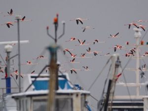 Flamingolar Balıkçı Barınağını Mesken Tuttu