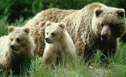 Artvin'de ayılar sayılıp, zararlılar uzaklaştırılacak
