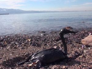 İzmit Körfezi’nde Yakıt Sızıntısı Felaketi
