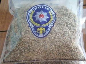 Meyve Suyu Kutusundan Bonzai Çıktı