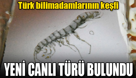 Yeni bir canlı türü bulundu