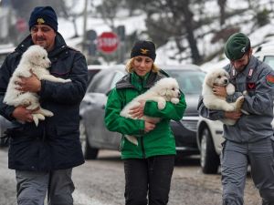 Çığ Felaketinden 5 Gün Sonra 3 Köpek Yavrusu Kurtarıldı