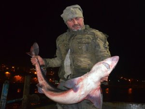 Karadeniz'de balıkçıların ağına köpek balığı takıldı