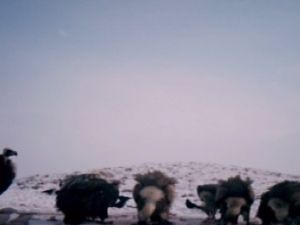 Akbabalar Foto Kapana Yakalandı