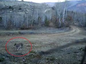Fotokapanlar Nesli Tükenmekte Olan Hayvanları Görüntüledi