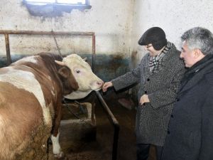 Vali Memiş’ten Ahır İncelemeleri