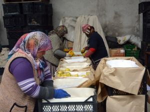 Ortadoğu’ya Elma İhracatı Başladı