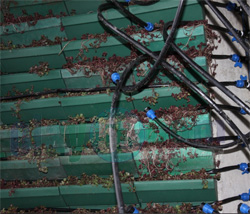 Rize'de Duvarlar Çiçek Açıyor