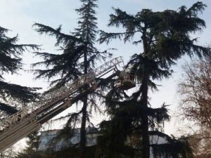 Trabzon’da Kar Sonrası Zarar Gören Ağaçlar Budanıyor