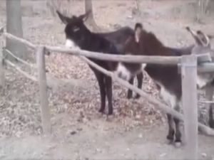 Eşek Deyip Geçme...