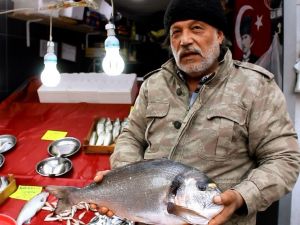 4 Kiloluk Çupra, İlgi Gördü